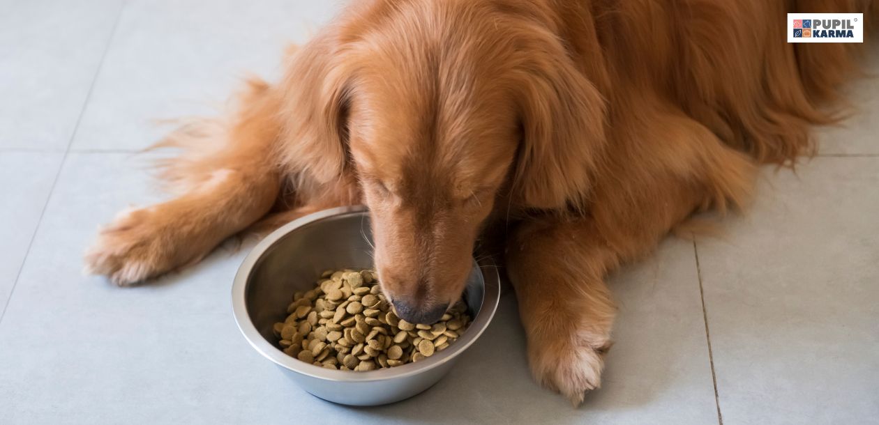 Pies puszcza bąki — co zrobić, gdy problem staje się uciążliwy? Szybkie jedzenie. Na zdjęciu widać psa rasy golden retriver, który leży na szarych płytkach i je karmę suchą z metalowej miski. Po prawej stronie widać logo pupilkarma.